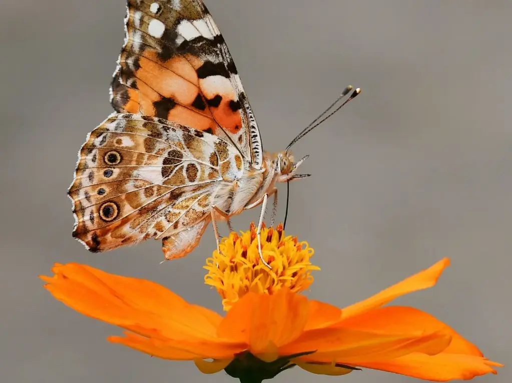 [DIY-carefree] The Carefree Grower